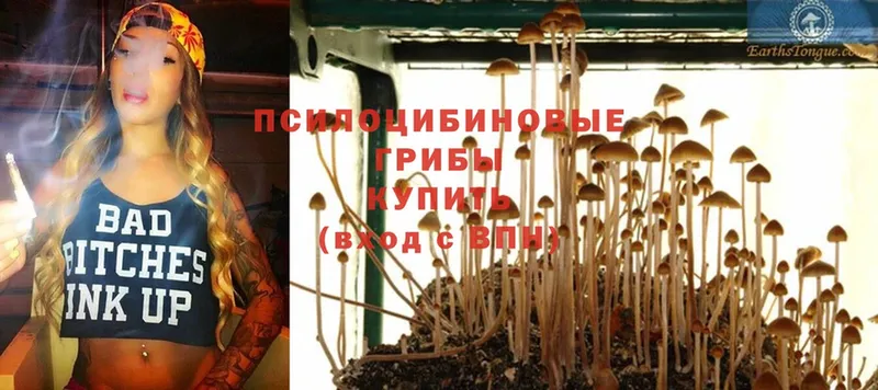 Галлюциногенные грибы Psilocybe  Яровое 